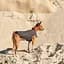 Жилет Pet Fashion E.Vest для собак, розмір M, сірий - мініатюра 5