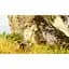 Ключ активації Microsoft ARK: Survival Ascended для Xbox Series S/X - мініатюра 8