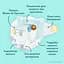 Набір підгузки Pampers Premium Care Розмір 3 (6-10 кг) 216 шт. - мініатюра 3