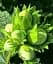 Саженец Agro-Market Фундук Мортарелла (Mortarella) (премиальный морозостойкий, устойчивый к заболеваниям сорта, среднего срока созревания) 1 шт. в упаковке (51196) - миниатюра 1