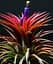 Саджанець Agro-Market Тілландсія Іонанта (Tillandsia Ionantha) атмосферна 1 шт. в упаковці (52061) - мініатюра 1