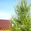 Саженец Agro-Market Лиственница Европейская (Larix Decidua) горшок P9 (153961) - миниатюра 1