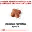 Сухий корм для дорослих собак породи Джек Рассел Тер'єр Royal Canin Jack Russell Adult, 0,5 кг (21000059) - мініатюра 3