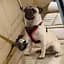 Нейлоновий ремінь безпеки для тварин вагою до 45 кг Ferplast DOG TRAVEL BELT - мініатюра 2