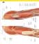 The Definitive Visual Guide: Complete Human Body - мініатюра 7