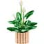 Конструктор LEGO Botanicals Спатифиллум 474 детали (11504) - миниатюра 5