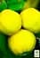 Саджанець Agro-Market Айва яблуневидна Кодрянка (осінній сорт, ранній термін дозрівання) 1 шт. в упаковці (20945) - мініатюра 3