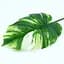 Штучне листя Engard Monstera Alba 71 см (TW-53) - мініатюра 2