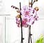 Саженец Agro-Market Орхидея (Phalaenopsis) Magic Art (179694) 1 шт. в упаковке (комнатный) - миниатюра 1