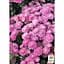 Саджанець Agro-Market Хризантема мультифлора куляста Branfountain Pink (176422) 1 шт. в упаковці - мініатюра 2