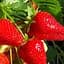 Саженец Agro-Market Клубника Мурано (Murano) (вкуснейший с цитрусовой ноткой, ремонтантный, крупноплодный сорт) 5 шт. в упаковке (122764) - миниатюра 1