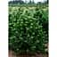 Саджанець Agro-Market Сосна чорна Oregon Green (ком/сітка) висота 120-130 см 1 шт. в упаковці (184137) - мініатюра 1