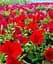Сурфінія Dark Red (контейнер №10 висота 10-15 см) Agro-Market 1 саджанець в упаковці (48001) - мініатюра 3