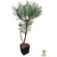 Саджанець Agro-Market Сосна звичайна 4-річна (Pinus sylvestris) С3, висота 50-70см (115782) - мініатюра 4