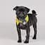 Комір Pet Fashion Bright для собак, розмір XS-XS2, жовтий - мініатюра 2