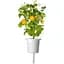 Змінний картридж Click & Grow Smart Garden Жовті томати, 3 капсули (9124) - мініатюра 1