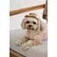 Панама Pet Fashion Print для собак XL - мініатюра 6