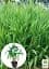 Саджанець Agro-Market Хасмантіум широколистий Uniola latifolia С1, 1 шт. в упаковці (182767) - мініатюра 3