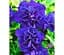 Саженец Agro-Market Петуния Дабл Каскад Блю (контейнер №10 высота 10-15 см) (48342) 1 шт. в упаковке - миниатюра 1