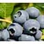 Саженец Agro-Market Голубика (черника садовая) Дарроу 2 года С1.5 высота 50-60 см 1 саженец (176951) - миниатюра 1
