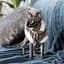 Светр Pet Fashion Tom L капучіно - мініатюра 4