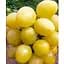 Саджанець Agro-Market Виноград Сенатор (селекція Бурдака АВ, ранній, великий, солодкий) (183611) 1 шт. - мініатюра 1