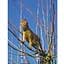 Encyclopedia of Cats - Фотопулос Джуліанна - мініатюра 5