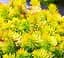 Саджанець Agro-Market Очиток відігнутий Ангеліна (Sedum reflexum Angelina) (62141) - мініатюра 2