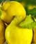 Саджанець Agro-Market Айва довгаста Марія (Maria) (преміальний морозостійкий сорт, середнього терміну дозрівання) 1 шт. в упаковці (51139) - мініатюра 1