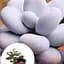 Сукулент Agro-Market Пахіфітум Pachyphytum Oviferum (122943) 1 саджанець в упаковці (кімнатний) Нідерланди - мініатюра 2