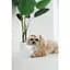 Кепка Pet Fashion Glamor для собак S - миниатюра 2