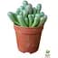 Літопси Agro-Market Живі Камені (Frithia Pulchra) (50778) 1 саджанець в упаковці (кімнатний) Нідерланди - мініатюра 2