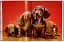 Chandoha. Dogs. Photographs 1941–1991 - миниатюра 5