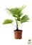 Саджанець Agro-Market Пальма Livistona Rotundifolia 35-45 см 1 шт. в упаковці (113020) - мініатюра 3