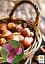 Саженец Agro-Market Фундук Ламберта (краснолистный, средний срок созревания, перекрестное опыление, сажать по 2 шт.) 1 шт. в упаковке (35538) - миниатюра 2