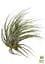 Саджанець Agro-Market Тілландсія Іонанта (Tillandsia Ionantha) атмосферна 1 шт. в упаковці (52061) - мініатюра 2