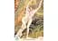 Карти Scarabeo Еротичний Оракул Манара (Manara Erotic Oracle Tarot) (ВР_КТЕОМ) - мініатюра 3
