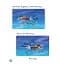 Oxford Phonics World. Level 3. Reader: At the Bay - миниатюра 7