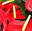 Саджанець Agro-Market Антуріум (Anthurium) Tropic Fire (50614) 1 шт. в упаковці (кімнатний) - мініатюра 1