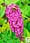Саженец Agro-Market Буддлея Давида Pink Delight (122961) - миниатюра 2