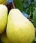 Саджанець Agro-Market Груша Великоплідна (осінній сорт, середній термін дозрівання) 1 шт. в упаковці (39886) - мініатюра 1