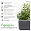 Змінний картридж Click & Grow Smart Garden Розмарин, 3 капсули (8936) - мініатюра 4