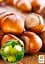 Саженец Agro-Market Фундук Галле (средний срок созревания, перекрестное опыление, сажать по 2 шт.) 1 шт. в упаковке (24610) - миниатюра 2