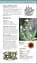 Herbal Remedies Handbook - мініатюра 6