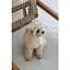 Кепка Pet Fashion Glamor для собак ХL - миниатюра 5