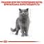 Вологий корм для дорослих кішок породи британська короткошерста Royal Canin British Shorthair Adult, шматочки в підливі, 85 г - мініатюра 2