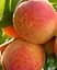 Саджанець Agro-Market Персик Августовський (літній сорт, середньопізній термін дозрівання) (25777) 1 шт. в упаковці - мініатюра 2