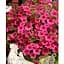Саджанець Agro-Market Сурфінія Giant Hot Pink (контейнер № 10, висота 10-15 см) (176684) 1 шт. - мініатюра 2