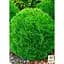 Саджанець Agro-Market Туя західна Danica (контейнер Р9, висота 10-12 см) (25001) - мініатюра 2