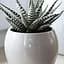 LMTD Хавортія Agro-Market Alba (Haworthia Fasciata) висота рослини 5-10см (189285) 1 саджанець в упаковці (кімнатний) Нідерланди - мініатюра 1